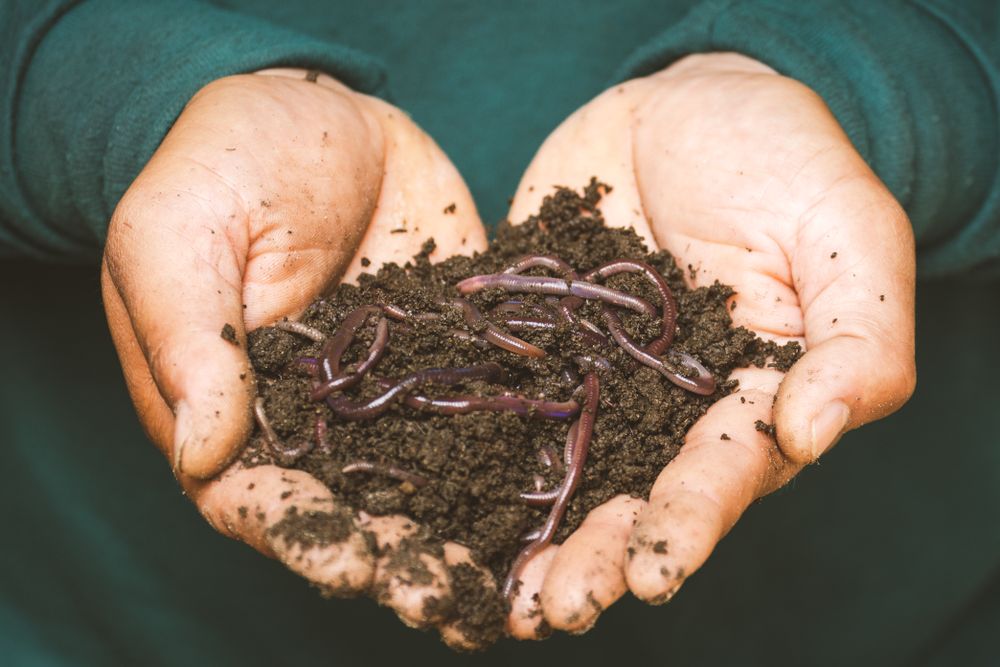 Live earthworms in dark, healthy soil