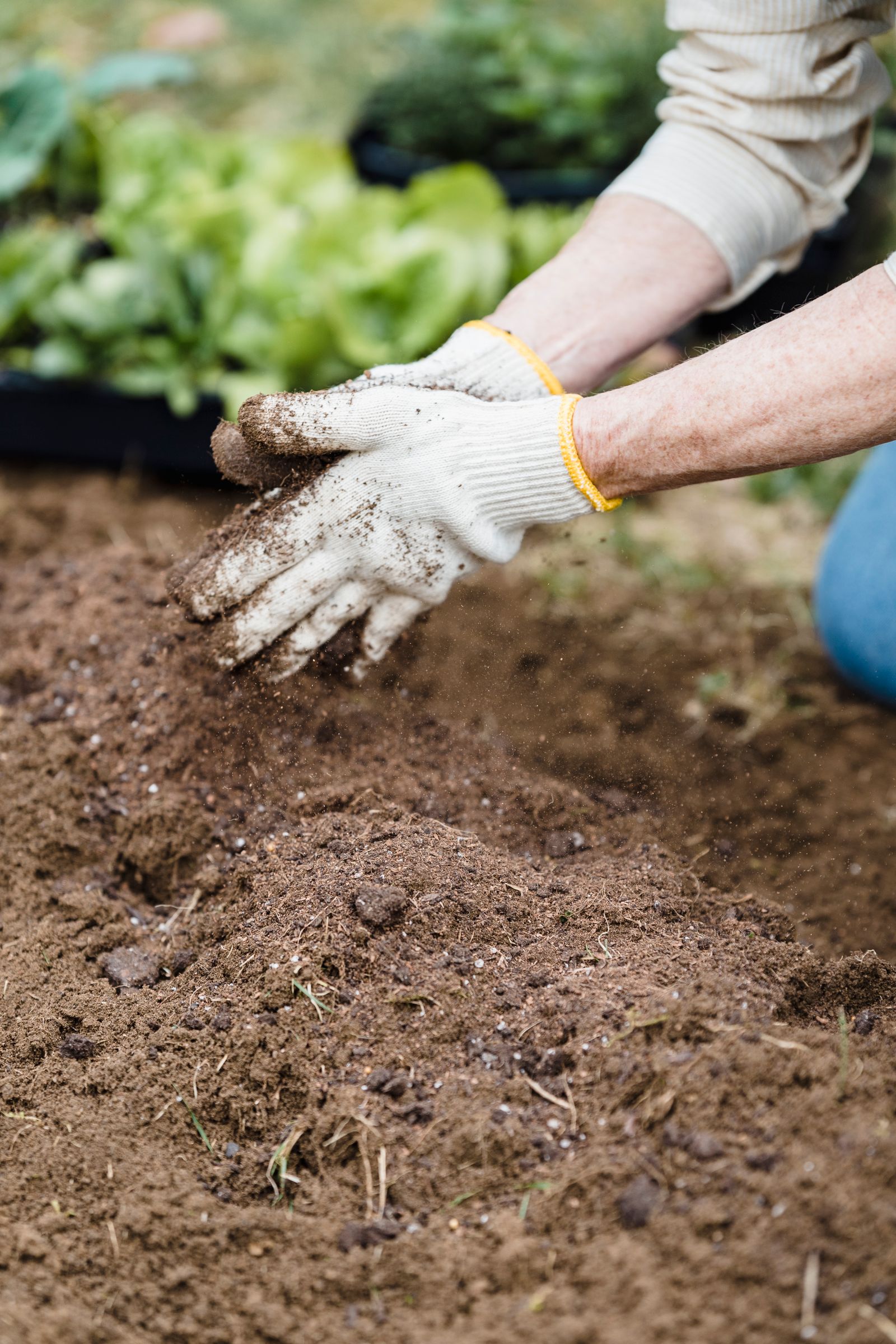 Kanwali farm soil