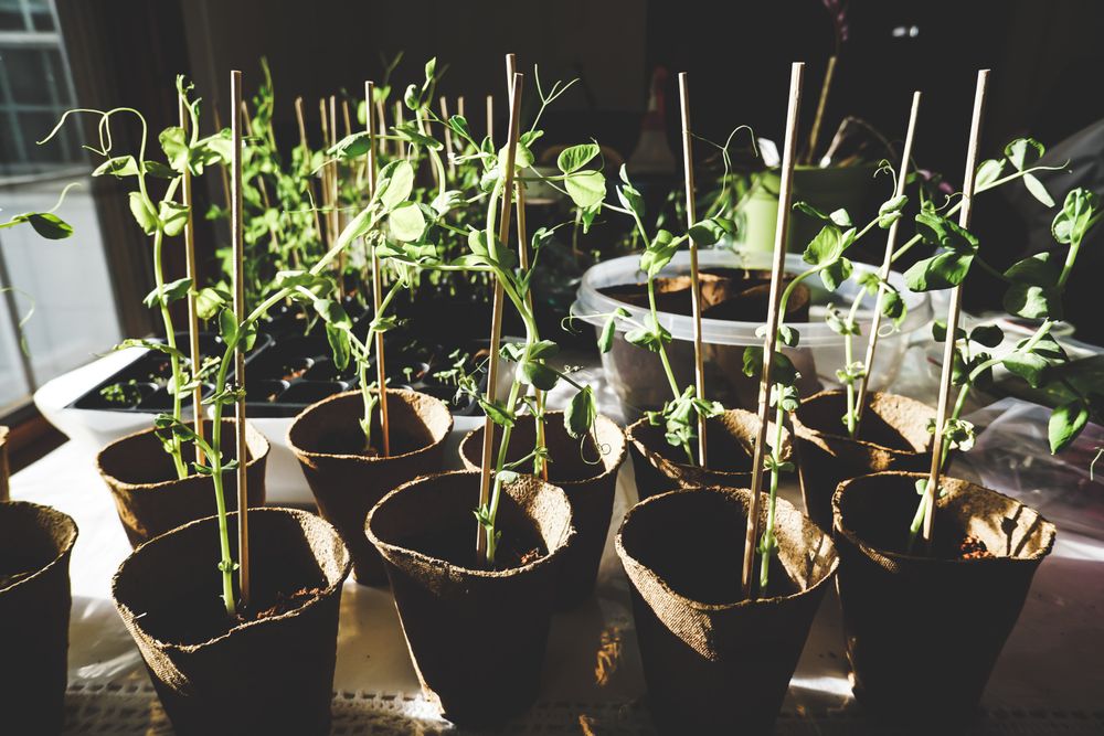 Young plants growing in terracotta pots